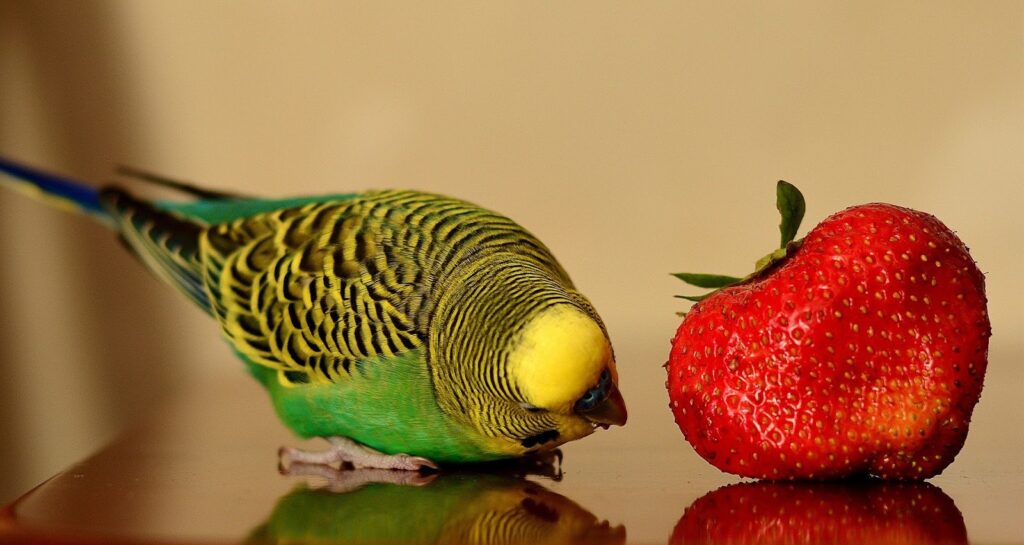 Can Parrots Eat Strawberry