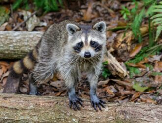 How Fast Are Raccoons