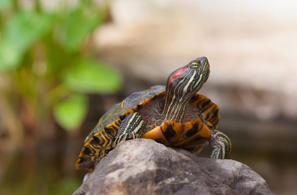 How Long Can Red-Eared Slider Turtles Stay Underwater