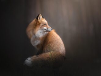 Do Foxes Live In Holes