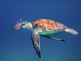What Do The Sea Turtles Eat