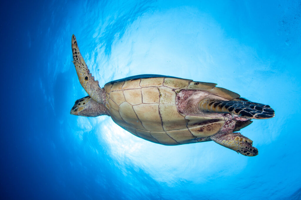 Can Red Eared Turtles Breathe Underwater