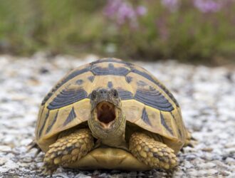 Why Turtles Are Slow