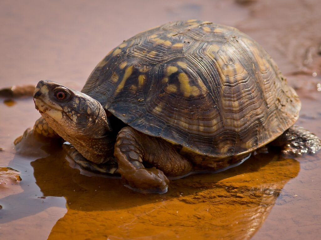 Can Turtles Eat Blueberries