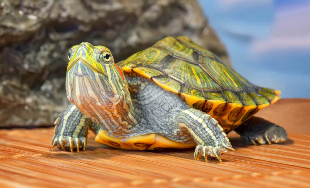 What Do Red-Eared Slider Turtles Eat