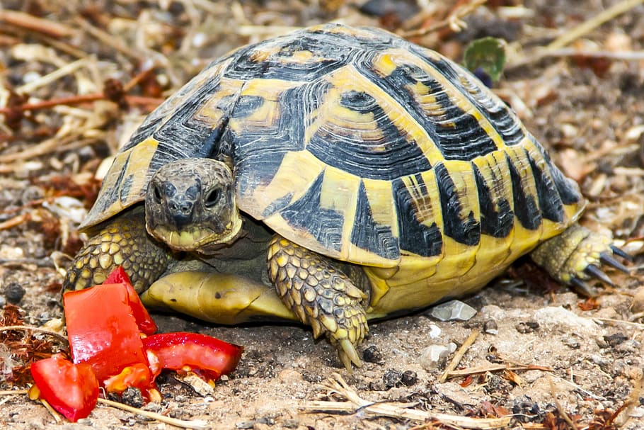 Can Turtles Eat Tomatoes