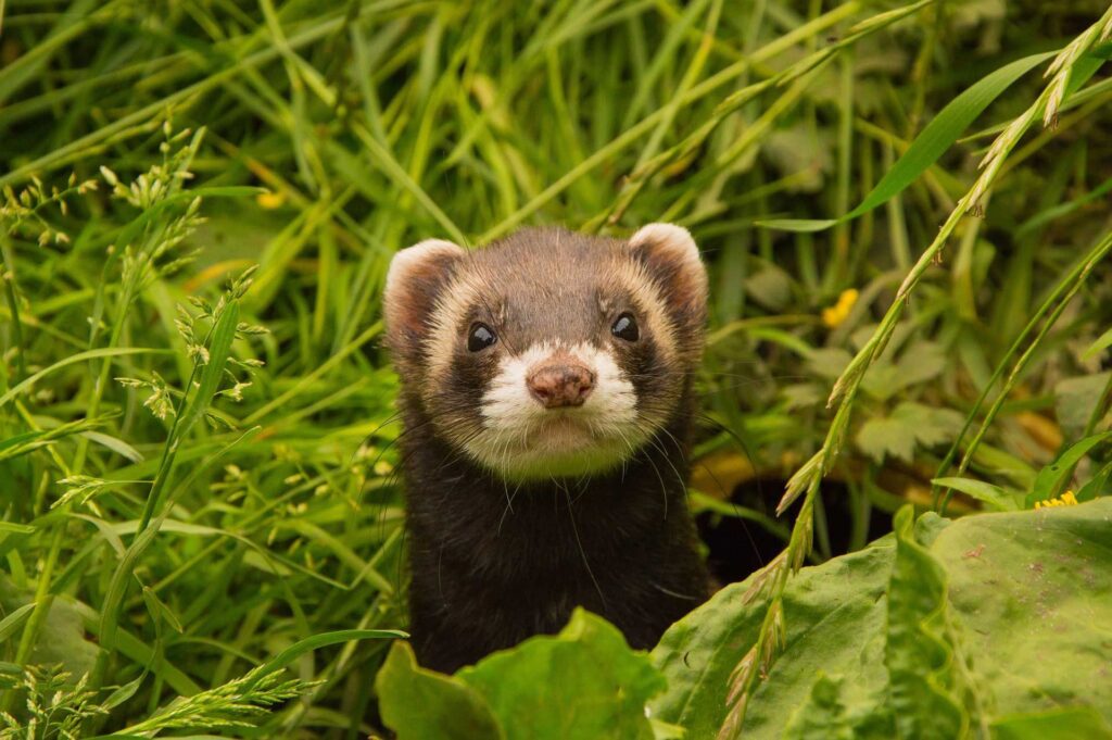 Do Ferrets Kill Snakes