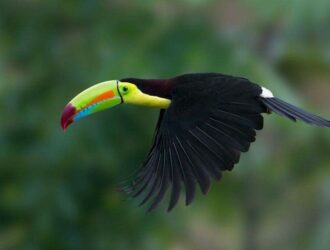 Facts On Toucans