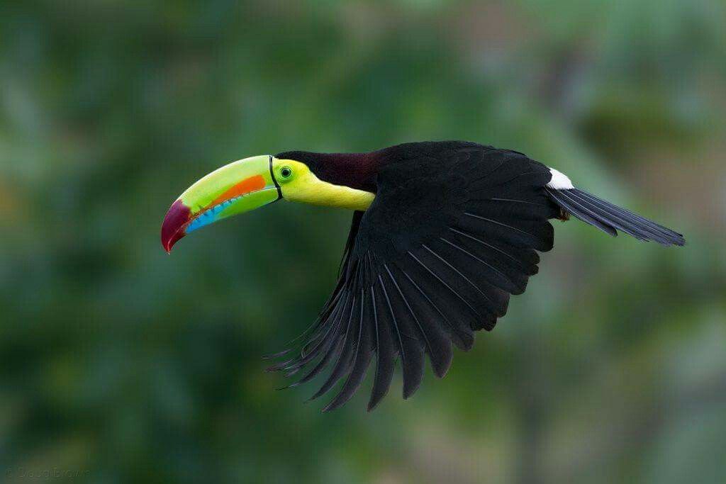 Facts On Toucans