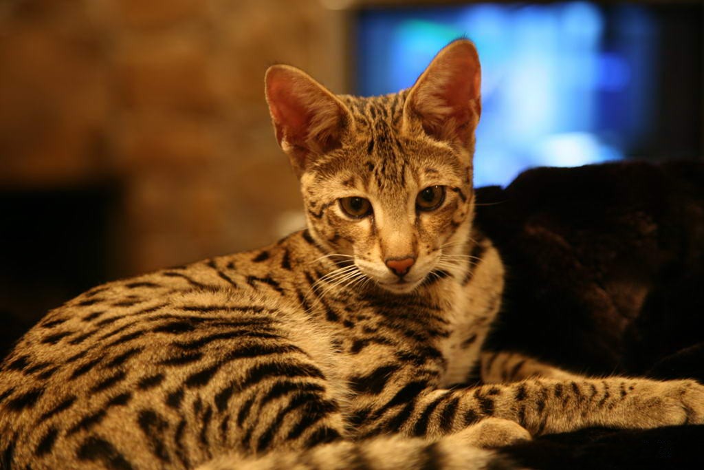 Savannah Cats Texas