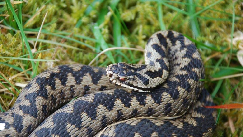 Snakes Native To North Carolina