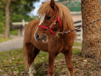 Feeding Miniature Horses