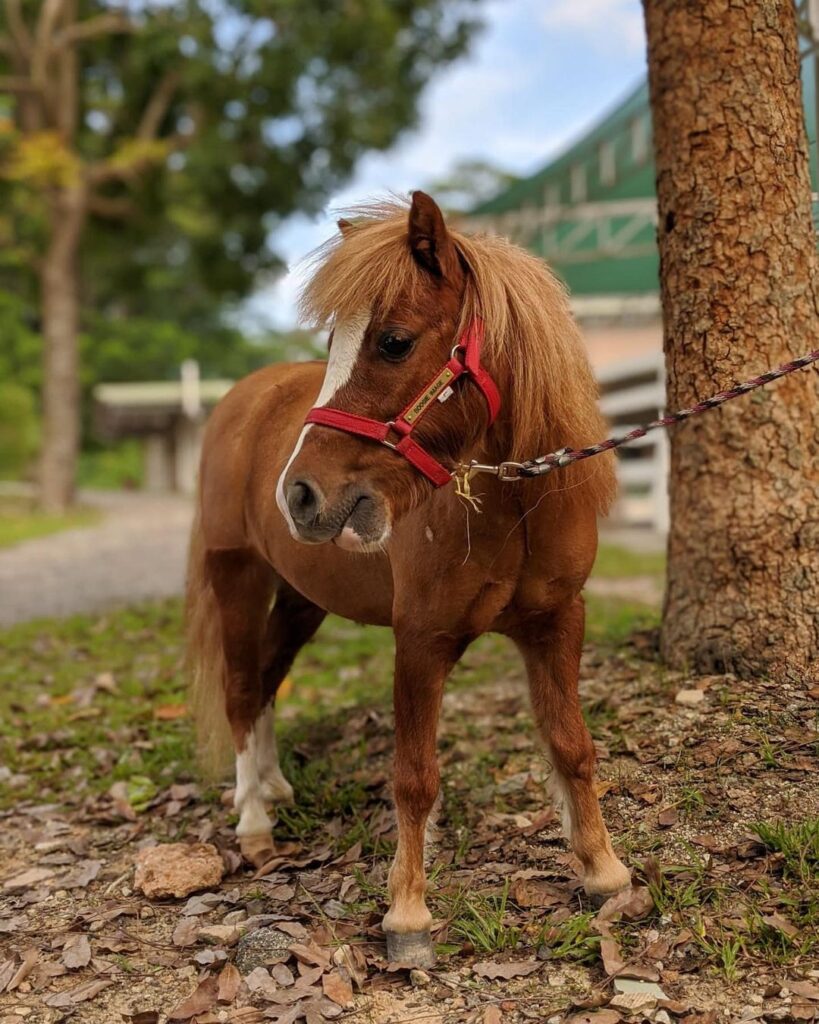 Feeding Miniature Horses