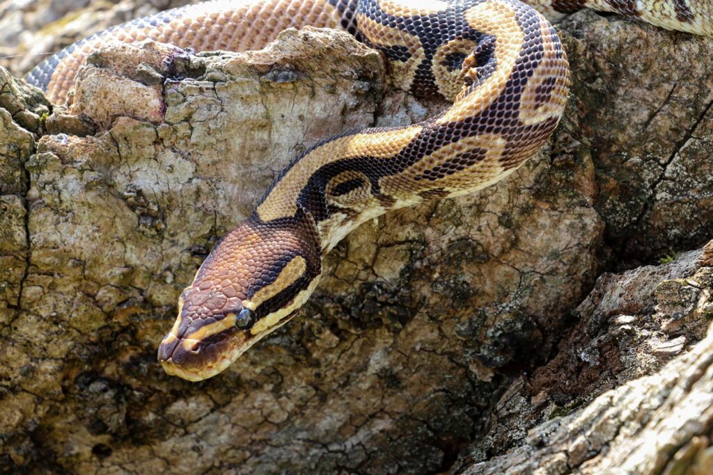 Deadliest Snakes In South Africa