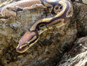 Deadliest Snakes In South Africa