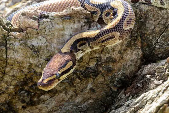 Deadliest Snakes In South Africa: