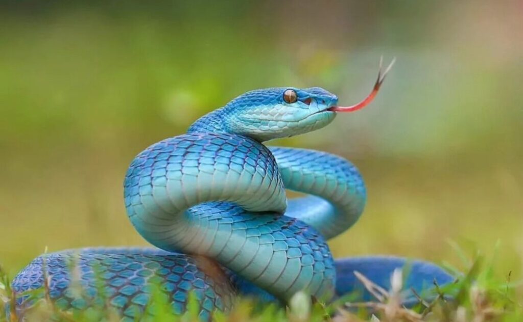 Blue Snakes In Dreams