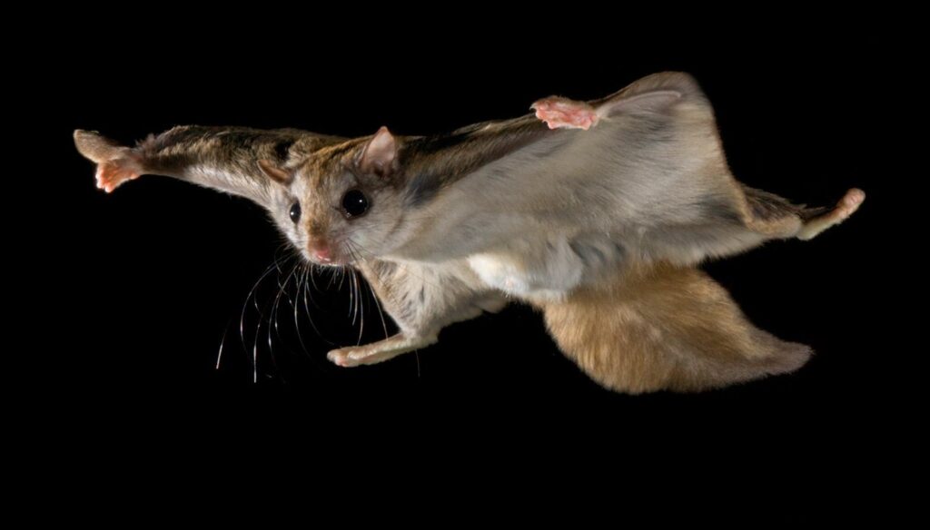 Flying Squirrels In Georgia