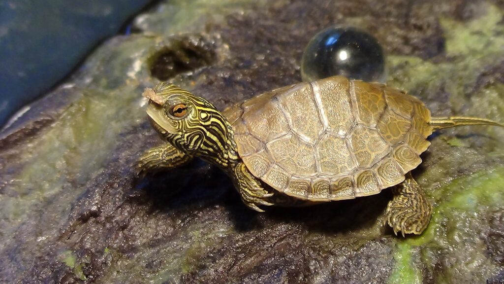 Turtles With Yellow Stripes On Head