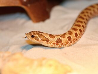 How Long Do Hognose Snakes Live