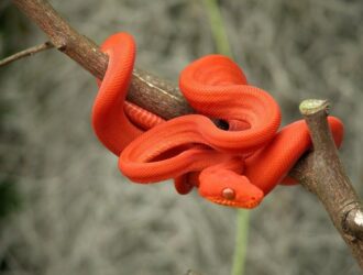 Dreams About Orange Snakes