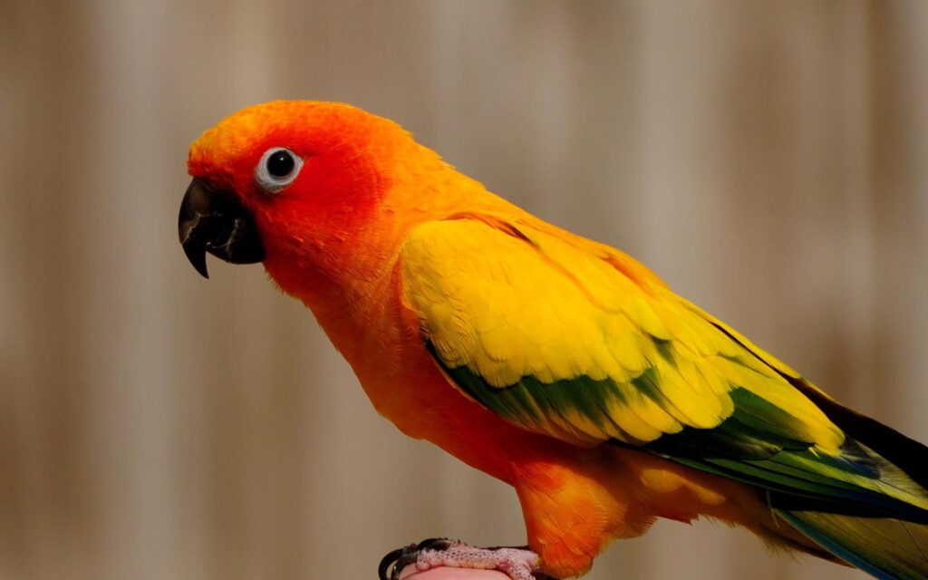 Are Parrots Smarter Than Dogs