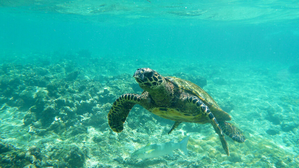The Presence Of Sea Turtles On Maui