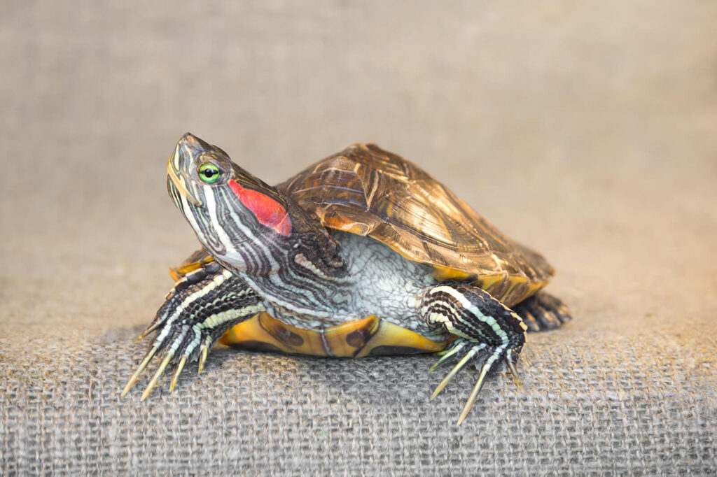 Water Temperature For Red Slider Turtles