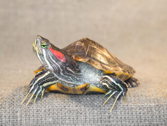 Water Temperature For Red Slider Turtles