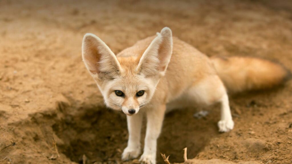 Foxes With Long Ears