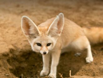 Foxes With Long Ears