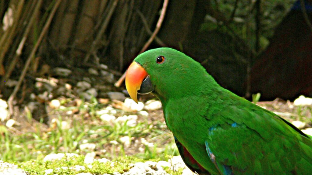 Eclectus Talking Parrot