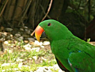 Eclectus Talking Parrot