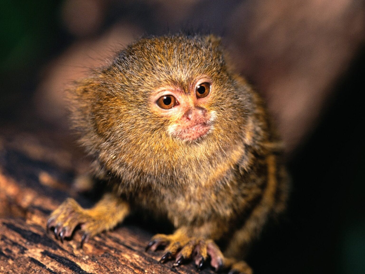 Marmoset Monkey For Sale Florida