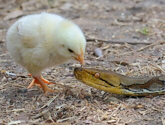 Can Chickens Eat Snakes