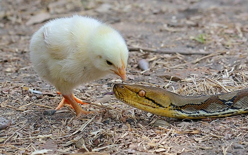 Can Chickens Eat Snakes