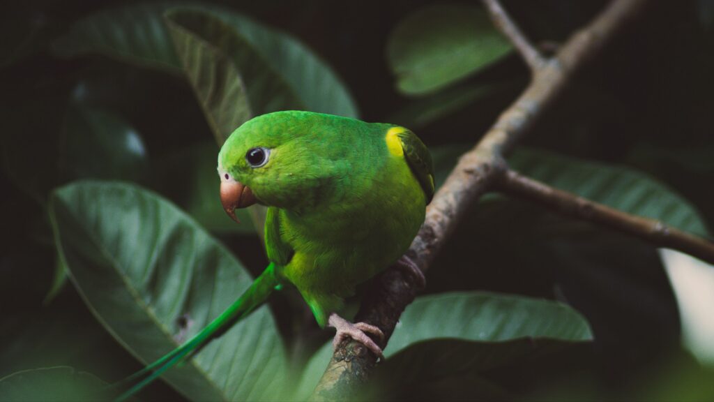 Wild Green Parrots Florida