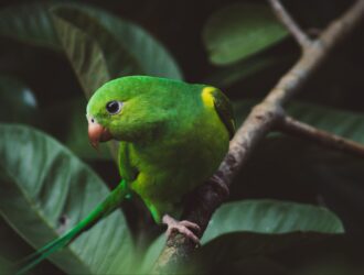 Wild Green Parrots Florida