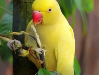 Ring Neck Parrots For Sale