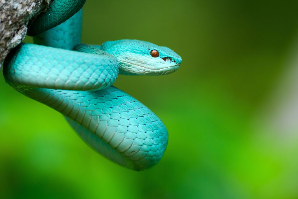 Poisonous Snakes Of Panama