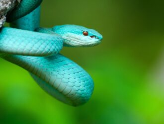 Poisonous Snakes Of Panama