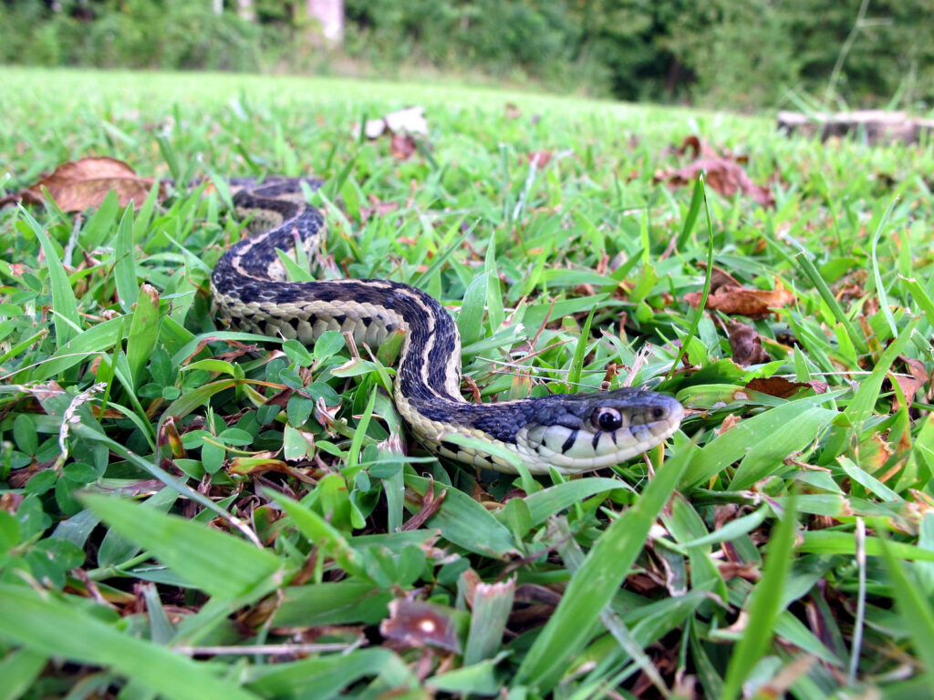 How To Get Rid Of Snakes In Your Yard Naturally