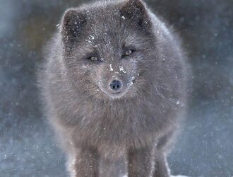 Arctic Foxes Iceland