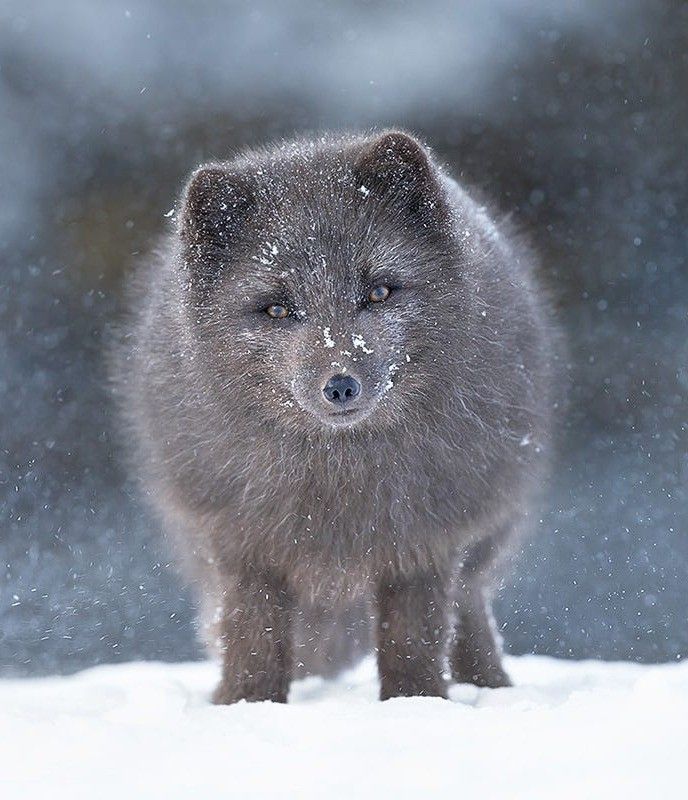 Arctic Foxes Iceland