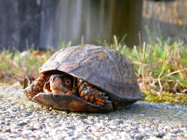 Turtles Of West Virginia