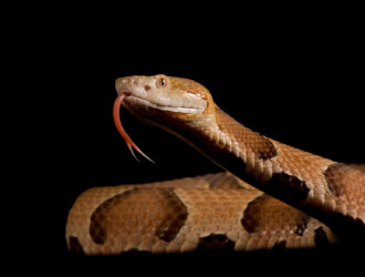 How To Keep Copperhead Snakes Out Of Your Yard