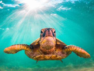 Sea Turtles Mexico Akumal