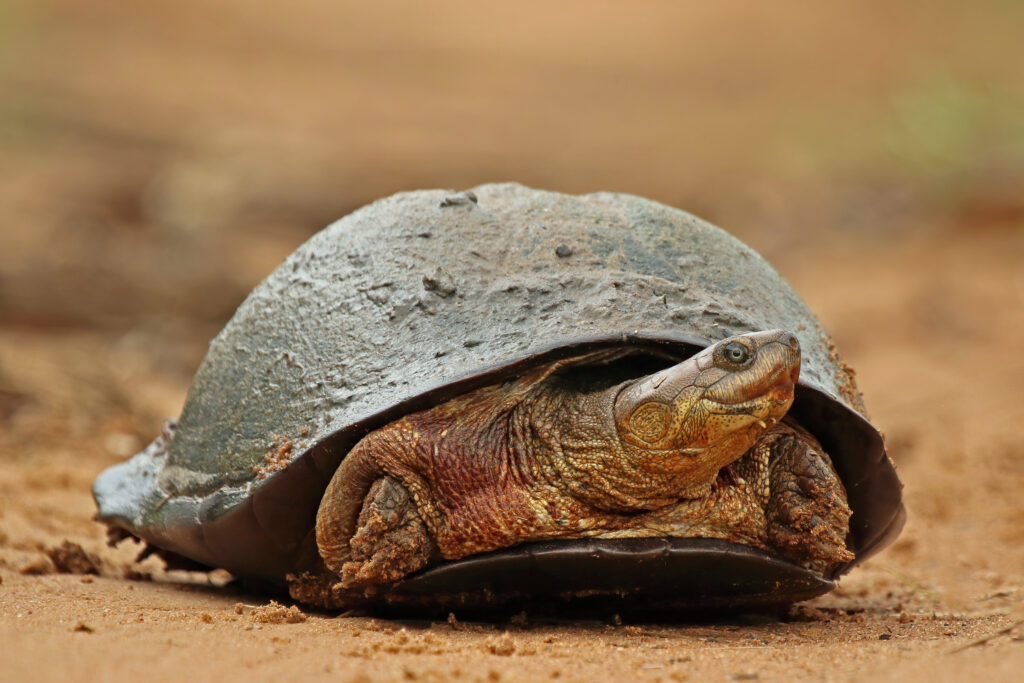 How Long Can African Side neck Turtles Be Out Of Water