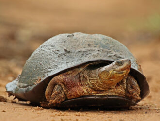 How Long Can African Side neck Turtles Be Out Of Water