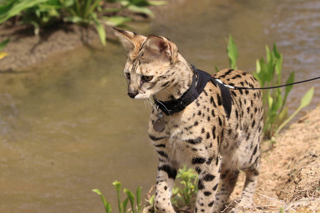 Savannah Cats California